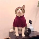 Cristian Velázquez avatar